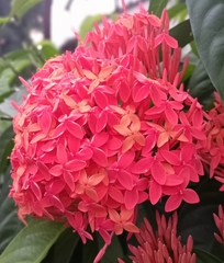 Ixora casei