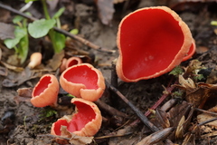 Sarcoscypha austriaca
