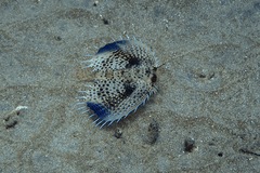 Dactyloptena orientalis