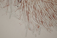 Sarcoscypha austriaca