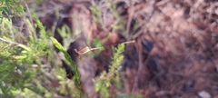 Lestes ochraceus
