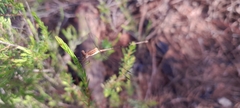 Lestes ochraceus
