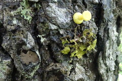 Lobaria pulmonaria