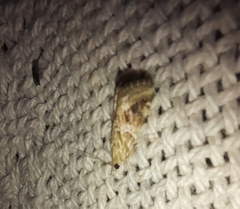 Hellula
