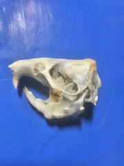 North China Zokor photo 3