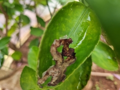 Phyllocnistis citrella