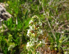Reseda phyteuma