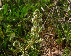 Reseda phyteuma