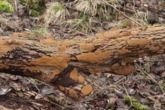 Phellinopsis conchata