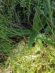 Ledebouria luteola