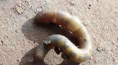 Aporrectodea caliginosa