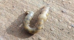 Aporrectodea caliginosa