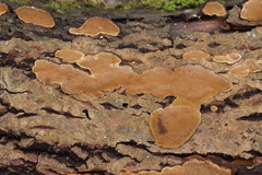Phellinopsis conchata