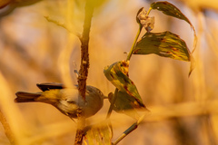 Leiothlypis virginiae