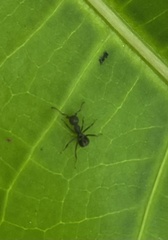 Dolichoderus thoracicus