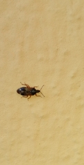 Anthocoris