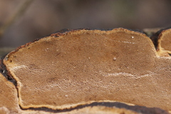 Phellinopsis conchata