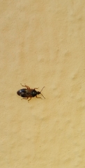 Anthocoris