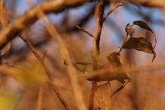 Leiothlypis virginiae