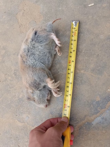 Manchurian Zokor (Myospalax psilurus) — Least Concern Mammalia