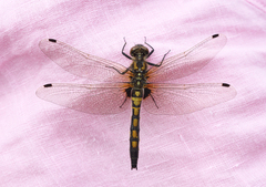 Leucorrhinia rubicunda