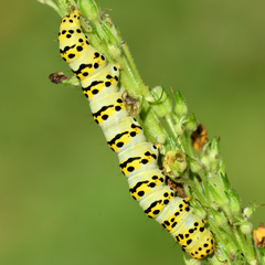 Cucullia lychnitis