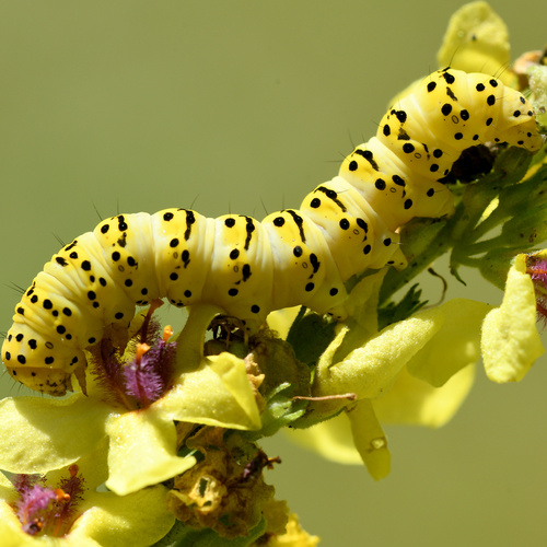 Cucullia lychnitis