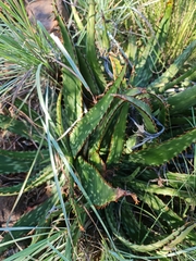 Aloe greatheadii davyana
