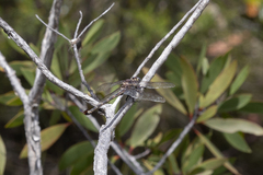 Petalura litorea
