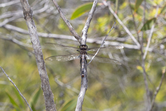 Petalura litorea