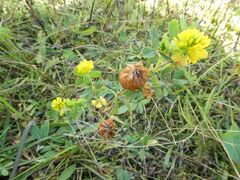 Trifolium aureum