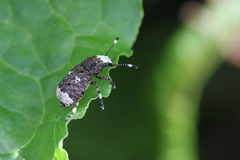 Platystomos albinus