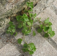 Veronica hederifolia