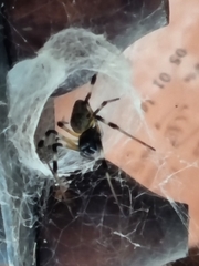 Nephilingis cruentata