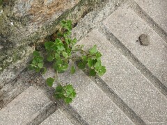 Veronica hederifolia
