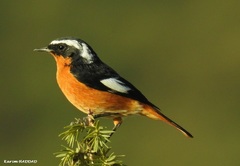 Moussier's Redstart photo 3