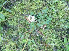 Trifolium resupinatum