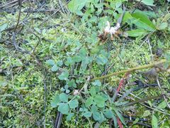 Trifolium resupinatum