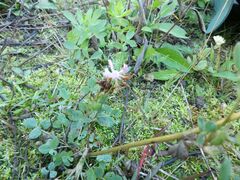 Trifolium resupinatum
