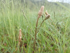 Leratiomyces cucullatus