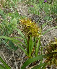 Carex macrocephala
