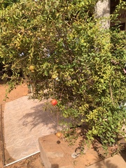 Punica