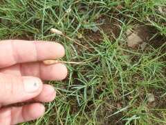 Leratiomyces cucullatus