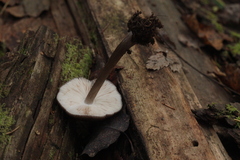 Pluteus podospileus