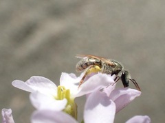 Lasioglossum pseudoleptocephalum