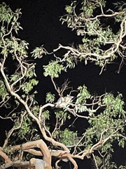 Trichosurus vulpecula
