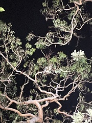 Trichosurus vulpecula