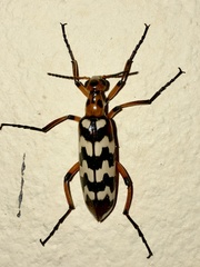 Pyrota centenaria