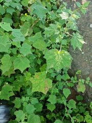 Hibiscus calyphyllus