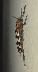 Pyrota centenaria